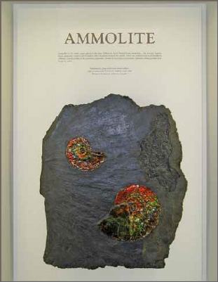 ammolite