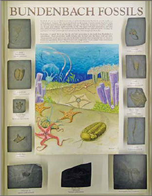 bundenbach fossils